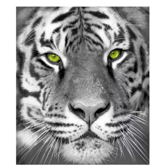Awesome White Tiger w/Bright Green Eyes | Throw (50" x 60") - Picture 2 of 3
